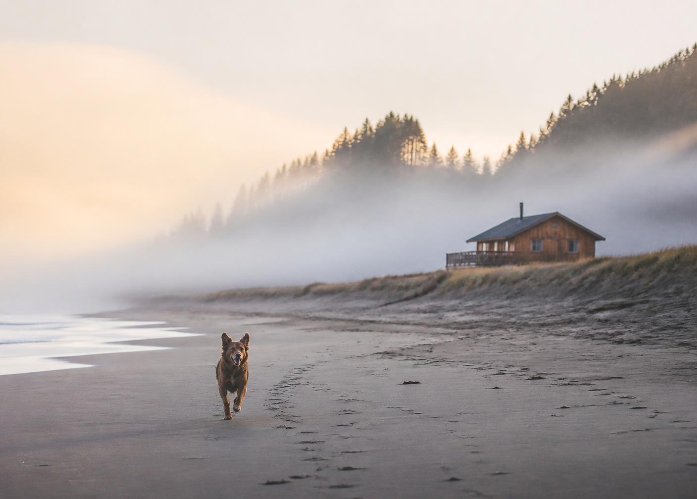 Dog running along a misty beach at sunrise with a wooden cabin on the dunes behind