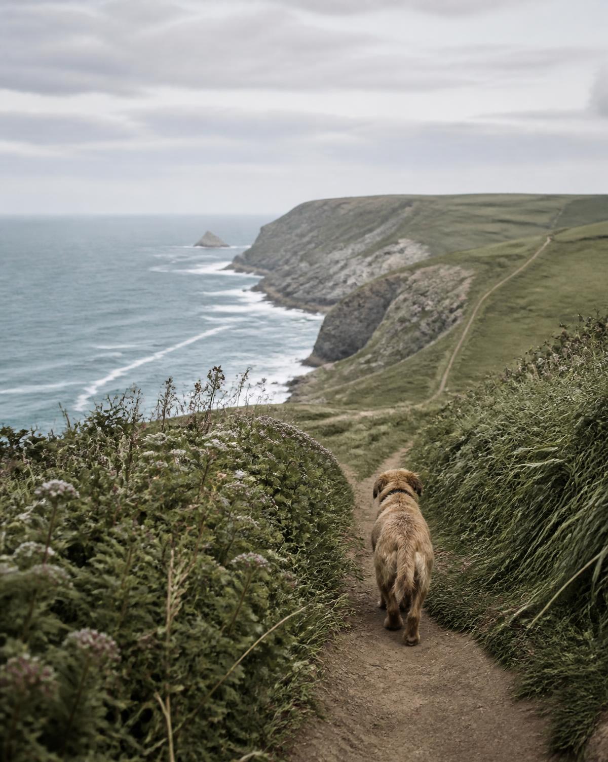Dog walking along a grassy British coastal cliff path above the sea